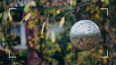 Could mini disco balls be the whimsical secret to keeping your garden pest-free? We asked the experts