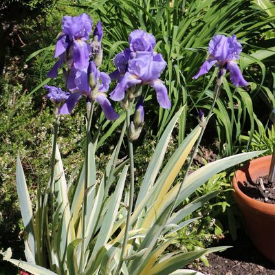 5 plants to divide in August – experts say it's the perfect time to lift and split these popular varieties to get free plants next spring