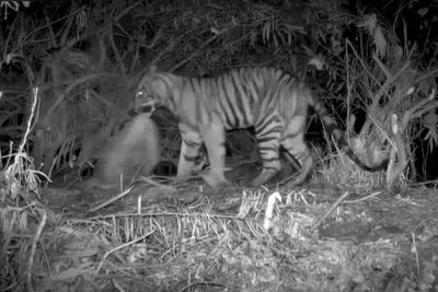 Tiger attack sparks safety review