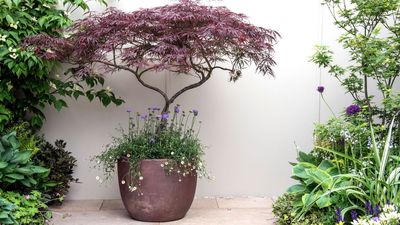 How to Revive Heat-Stressed Japanese Maples – Expert-Approved Steps to Restore These Elegant Trees