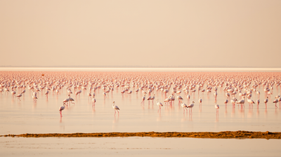 Sambhar Lake, Rajasthan's Salt Wilderness Where Flamingo Season Makes Reality Feel Optional