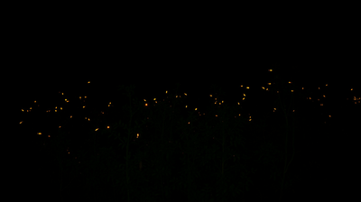 India's Fireflies and Vanishing Species: How Artificial Light Is Erasing Bioluminescence