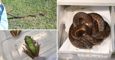 Alleged wildlife trafficking ring busted, investigators seize 86 native animals