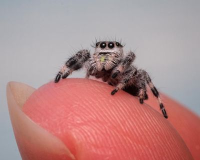 ‘Web puppies’: how these tiny jumping spiders became a social media sensation