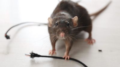 Why rats are targeting your electrical cables this summer (and how to stop them)
