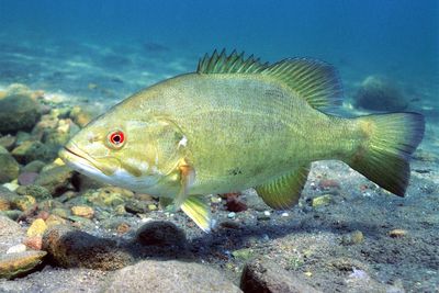 Feds sacrifice rare fish in Colorado River to save power for millions