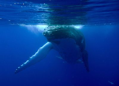 A humpback whale made a 7-kilometre detour through Sydney Harbour, and public sightings helped authorities track it through one of Australia’s busiest waterways