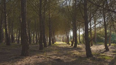 In 1857, Napoleon III ordered French towns to drain a swamp and plant pine trees; the result became a 10,000-square-kilometre forest
