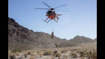 In 2013, respiratory disease was detected in California’s desert bighorn sheep; about two months later, sick animals were found more than 30 kilometres away