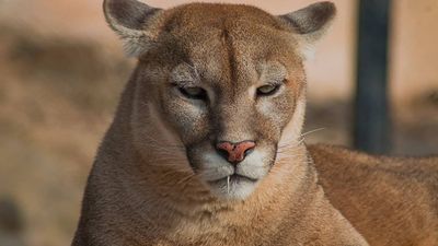 Mountain lions may be making roads safer in Washington, because deer change their behaviour when pumas are nearby, and collisions drop
