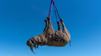 In 2012, South Africa began airlifting black rhinos upside down from remote terrain to expand their range; the conservation program has since helped establish 17 new populations