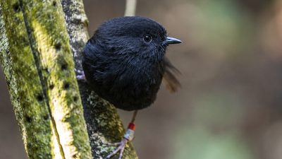 In 1981, five black robins remained on Earth; scientists made other birds raise their eggs