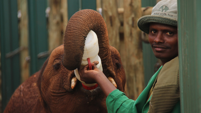 In the 1970s, a Kenyan conservationist spent years perfecting milk for baby elephants: Her formula has helped save more than 300