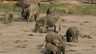 In 1999, an ecologist walked 2,000 miles through the Central African rainforest: The expedition led to 13 new national parks in Gabon
