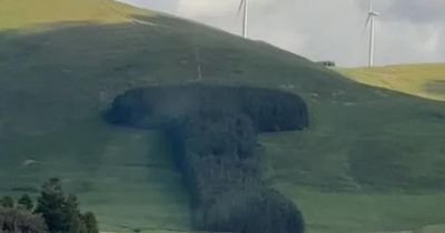 The story behind the 150-year-old famous phallic tree formation being cut down