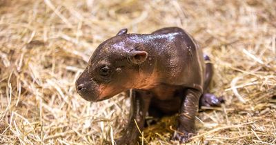 Edinburgh Zoo's one-week-old baby pygmy hippo name revealed
