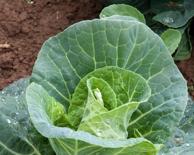 Fancy fresh cabbages next spring? Then it’s time to get sowing
