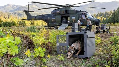 In 2018–2019, the U.S. relocated 19 wolves to Isle Royale after inbreeding left just two; by winter 2026, researchers estimated 37 wolves and about 524 moose