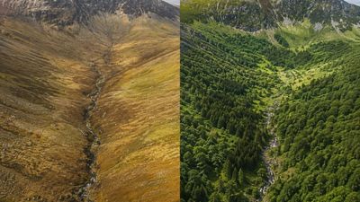 On New Year’s Day 2000, Scottish volunteers planted 100 trees in an almost treeless valley; today, more than 750,000 native trees and shrubs cover its slopes