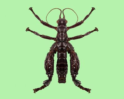 ‘Walking sausage’: the giant stick insect that proves it’s not over till we give up