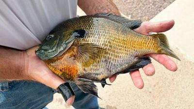Minnesota retiree Dale Hoffman took his new rod on its first trip; when it nearly flew from the boat, he grabbed it and landed a 2.21-pound state-record bluegill