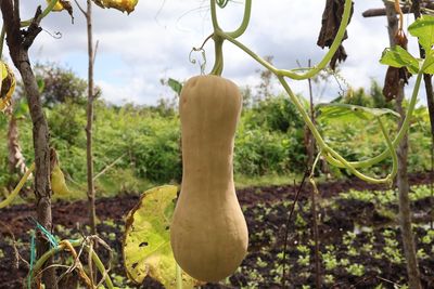 Why Are Your Winter Squash Vines Rooting Along the Ground?