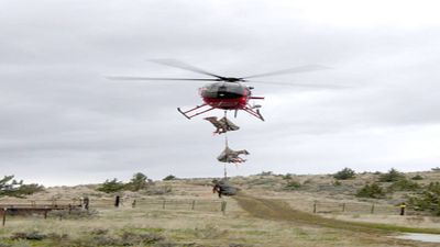 In 2014, Oregon netted and airlifted 61 California bighorns, releasing 26 in Klamath River Canyon, where hunting and livestock disease had helped erase them by the 1940s