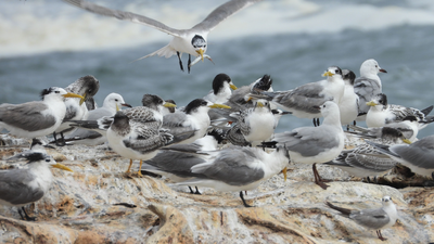 In 2018, Puerto Rico built a fake seabird colony from plastic birds, mirrors and recorded calls; real birds soon arrived and nested