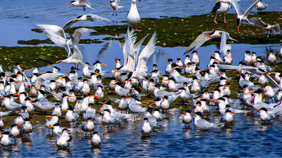 In 2013, China installed fake birds and loudspeakers on an empty island; thousands of terns arrived in the first breeding season