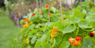 8 Edible Flowers That Can Bridge the Gap Between Summer and Fall