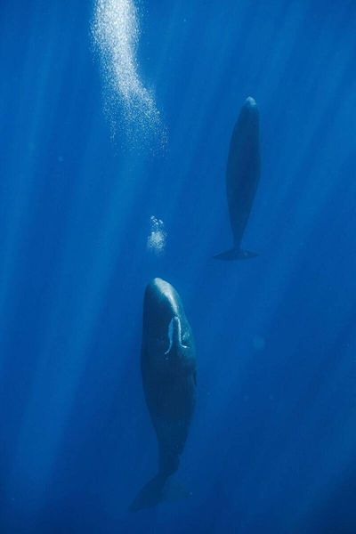 抹香鯨為何能水面下「站著睡」 最新研究：秘訣在吐泡泡