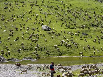 Looms of Ladakh rejects irregularity charges, says Pashmina cooperative acted within law