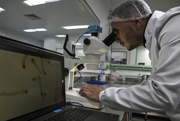 Virginia Confirms First Locally Acquired Dengue Case After a Single Mosquito Bridged Two People