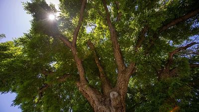 From the Hundred Horse Chestnut to the ancient olive tree: where to see Italy's oldest trees