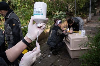 China Reports Four More H9N2 Infections as U.S. Bird Flu Risk Stays Low for the General Public