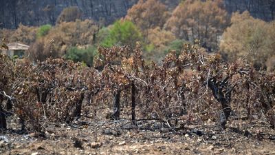 "Tout est sec" : le monde du vin victime du dérèglement climatique, de la France à la Suède