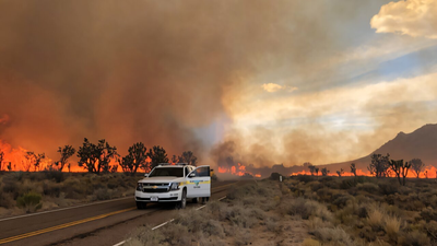 California lost as many as 1.3 million Joshua trees in the 2020 Dome Fire; new software now helps park managers target recovery after wildfires