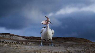 Photo of hungry pelican snapped in the act at 1/1,400 sec with a Nikon Z9 gets major awards recognition