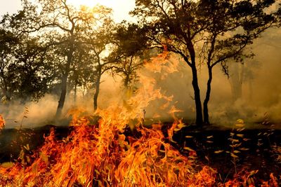 At least one person dead in California wildfire allegedly sparked by chainsaw