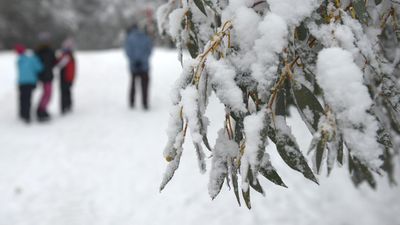 Citizen scientists join fight to save beloved snow gums