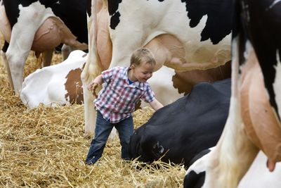 Cow Gut Bacteria May Explain Most of the Farm Effect That Protects Children from Asthma