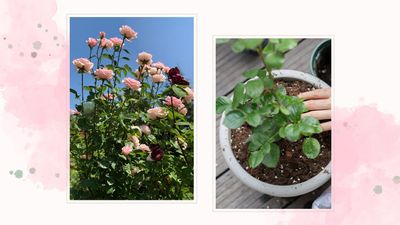 When is the best time to plant roses? Garden experts reveal why timing is everything