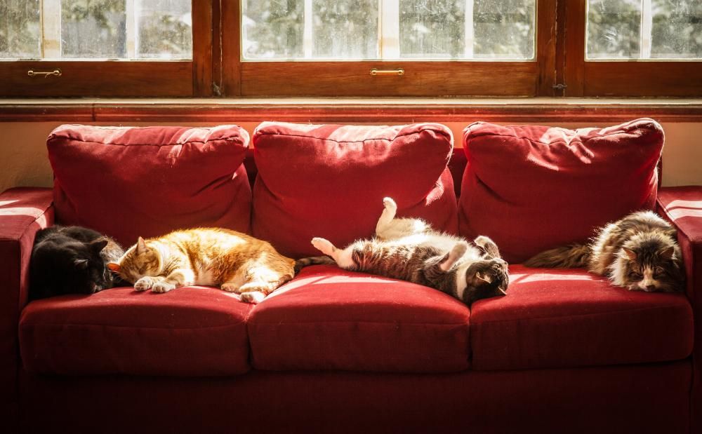 safe-as-houses-how-to-make-your-outdoor-cat-at-home