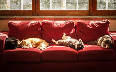 Safe as houses: how to make your outdoor cat at home indoors to protect themselves and the environment