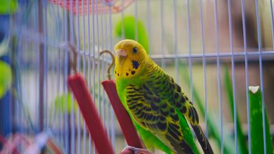 I use the 'bird cage' prompt to keep my ChatGPT projects separate — now I can't work without it