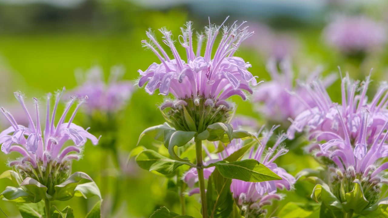 What To Do With Bee Balm In August – 5 Tips To Keep…