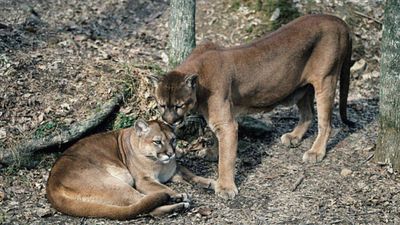 In Washington, Pumas are protecting human lives by preventing vehicle collisions accounting for a 76% reduction in accidents