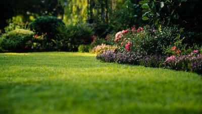 Stop buying expensive fertilizer — achieve a lush, green lawn with this cheap household staple