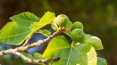 7 Fruit Trees That Thrive on Neglect for Easy, Delicious Harvests Without the Hassle