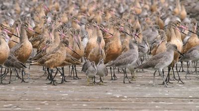 BirdReturns helped expand temporary wetland habitat for migrating shorebirds in California's Central Valley